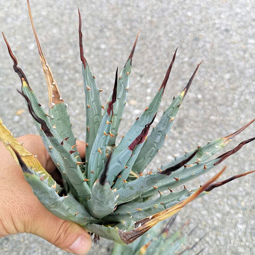植物员外 妖炎Agave utahensis一物一拍 龙舌兰多肉组合盆栽 - 图2