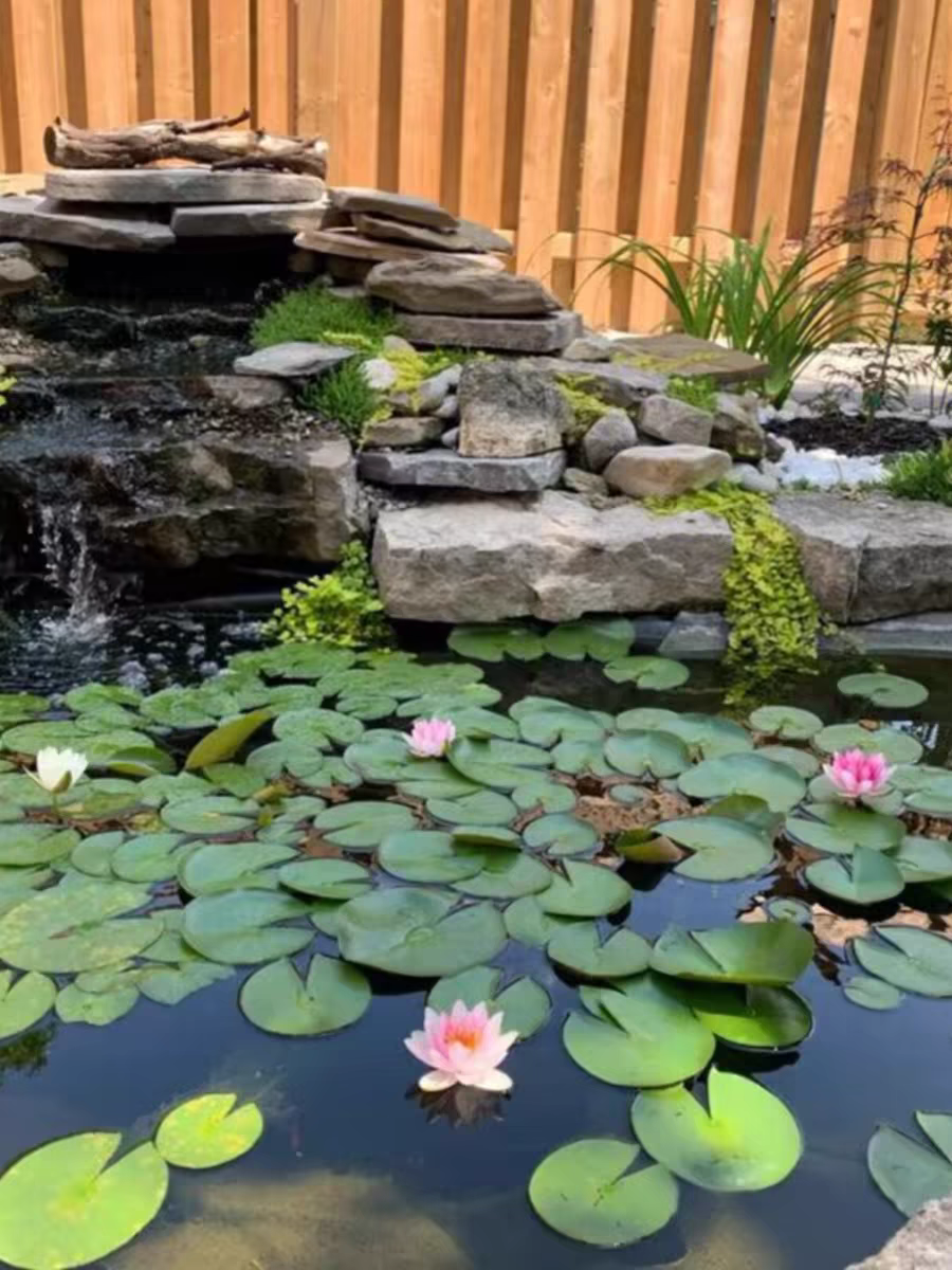 睡莲水培植物四季水养荷花水莲花盆栽花卉水池塘大睡莲根块带花苞 - 图1