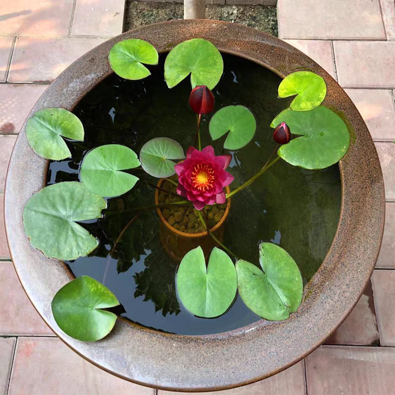 睡莲水培植物四季水养荷花水莲花盆栽花卉水池塘大睡莲根块带花苞 - 图2