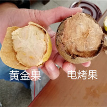 Dehydrated Grosvenori Dried Fruits New Fruits Large Fruits Fresh Guangxi Guilin Teryield Yongfu County Alpine Grosle Tea