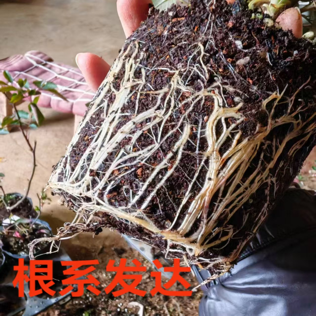 南阳伊诺月季（粉扇）月季灌木月季品种,淘宝优惠券,粉丝福利购,淘宝优惠卷