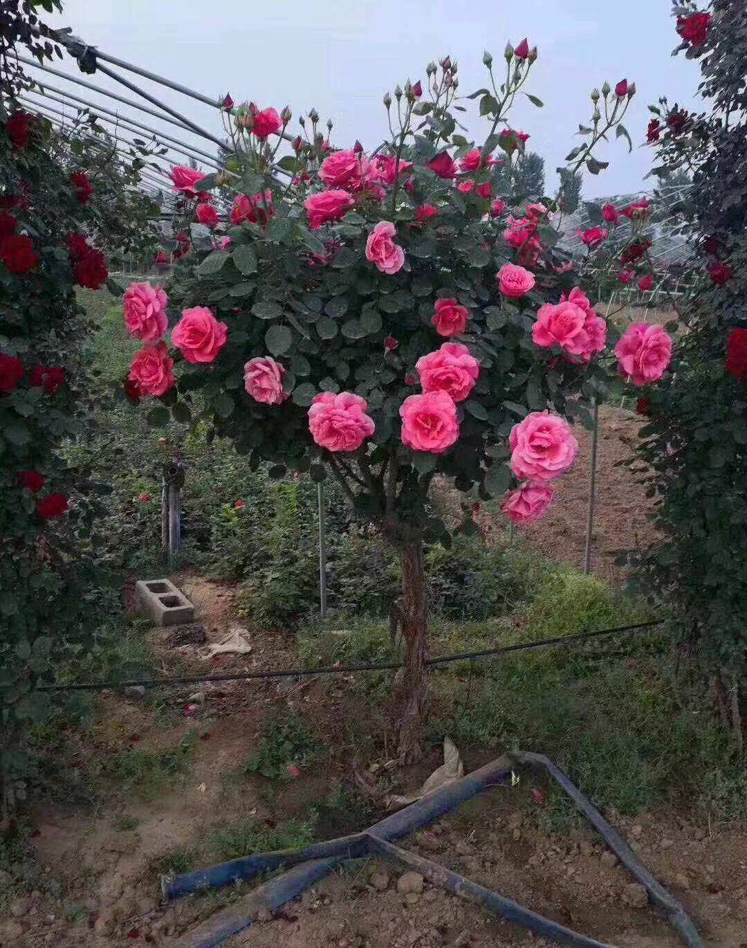 南阳伊诺月季（粉扇）月季灌木月季品种,淘宝优惠券,粉丝福利购,淘宝优惠卷