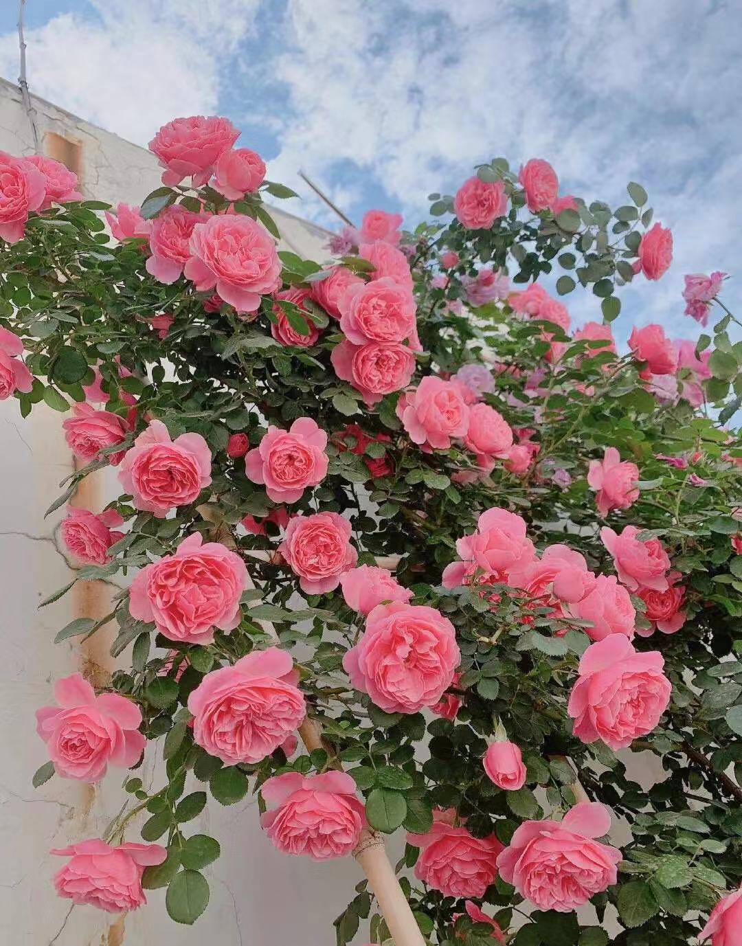 南阳伊诺月季爬藤欧月多季开花好养浓香勤花丰花大花灌木藤本,淘宝优惠券,粉丝福利购,淘宝优惠卷