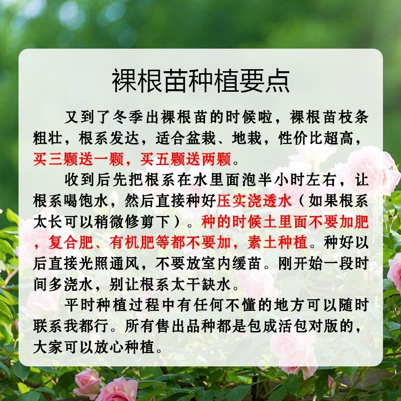 南阳伊诺月季国月大花灌木浓香庭院丰花多头盆栽地栽,淘宝优惠券,粉丝福利购,淘宝优惠卷