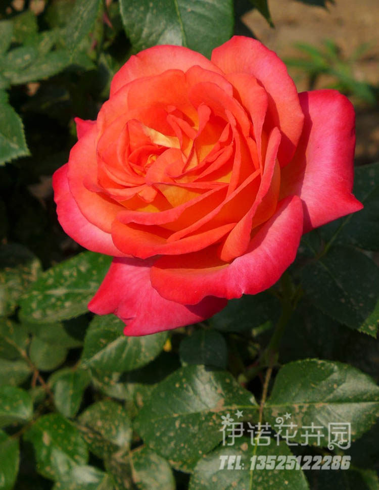 南阳伊诺月季国月大花灌木浓香庭院丰花多头盆栽地栽,淘宝优惠券,粉丝福利购,淘宝优惠卷