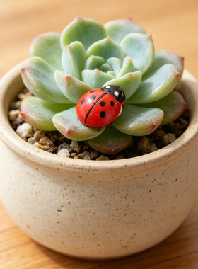 微景观苔藓多肉生态瓶造景装饰迷你小瓢虫可粘贴个性装饰摆件