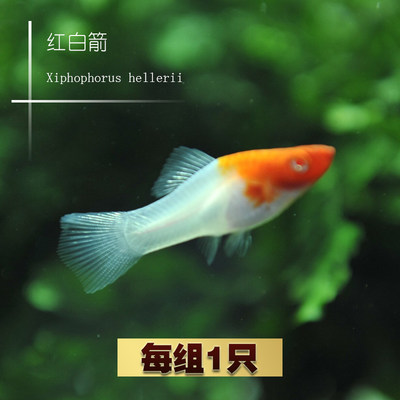 胎生鱼金银黑皮球玛丽除油膜红箭红白剑米奇月光牡丹小型活体鱼 虎窝淘