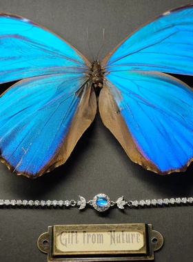 大蓝闪蝶真蝴蝶标本镀银手链圆形戒面精致ins设计生日礼物送女友