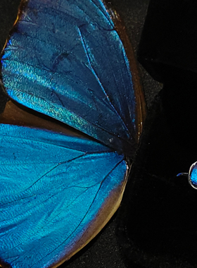 大蓝闪蝶戒指轻奢小众简约活口