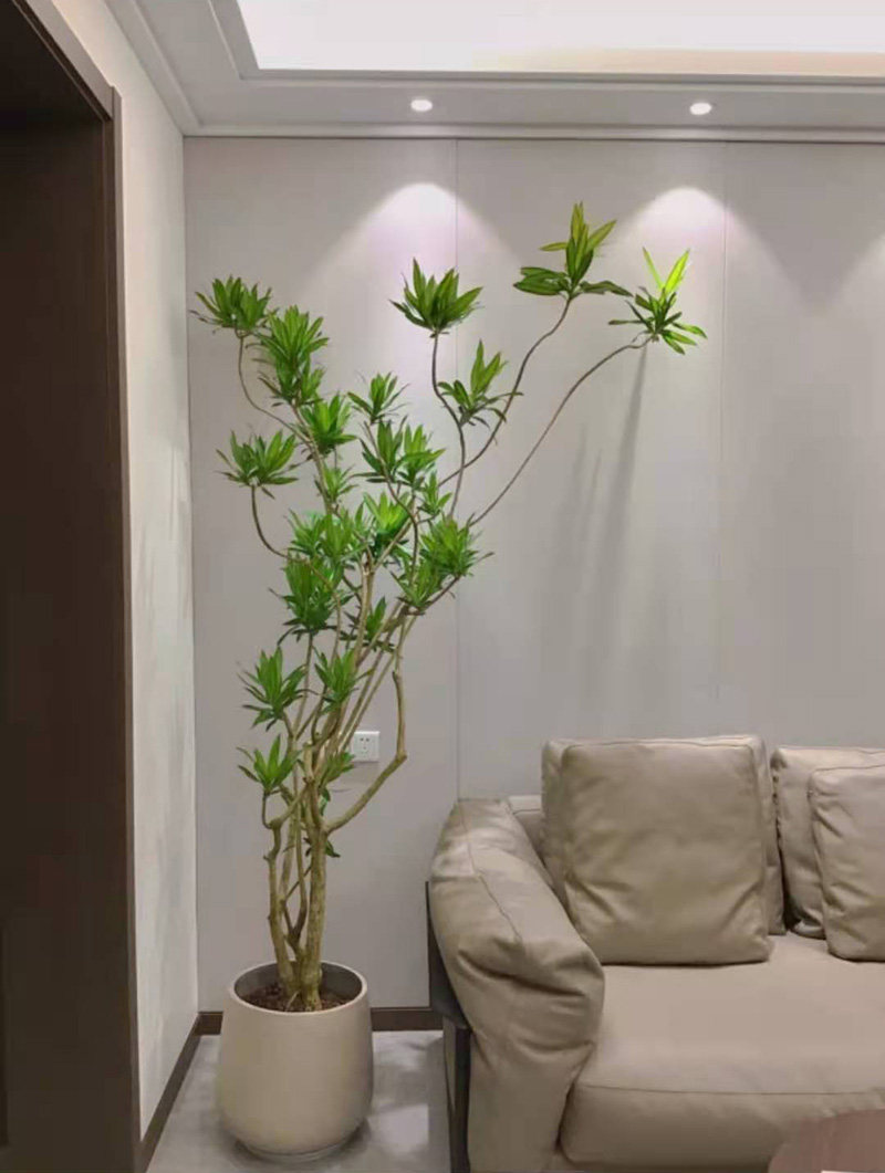 百合竹盆栽有造型网红植物金边金心细叶百合竹北欧风室内客厅绿植,淘宝优惠券,粉丝福利购,淘宝优惠卷