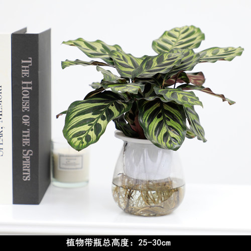 【水培植物集合】已养出水生根 好养室内桌面小植物绿萝发财树绿 - 图0