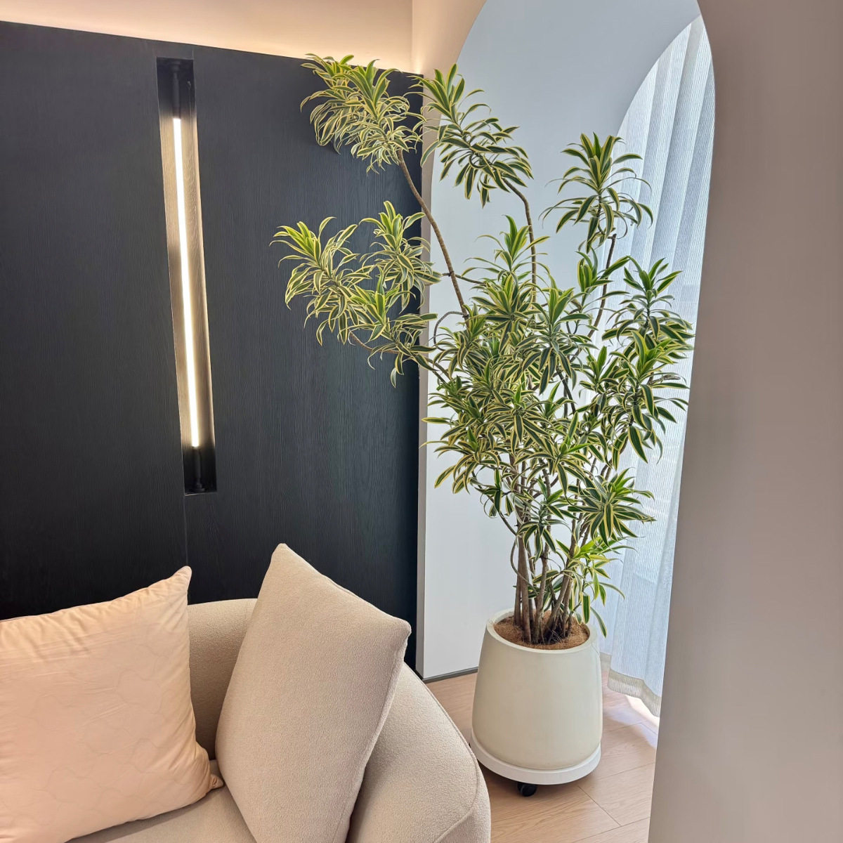 百合竹盆栽有造型网红植物金边金心细叶百合竹北欧风室内客厅绿植,淘宝优惠券,粉丝福利购,淘宝优惠卷