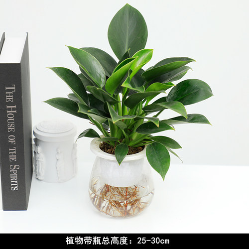 【水培植物集合】已养出水生根 好养室内桌面小植物绿萝发财树绿 - 图1