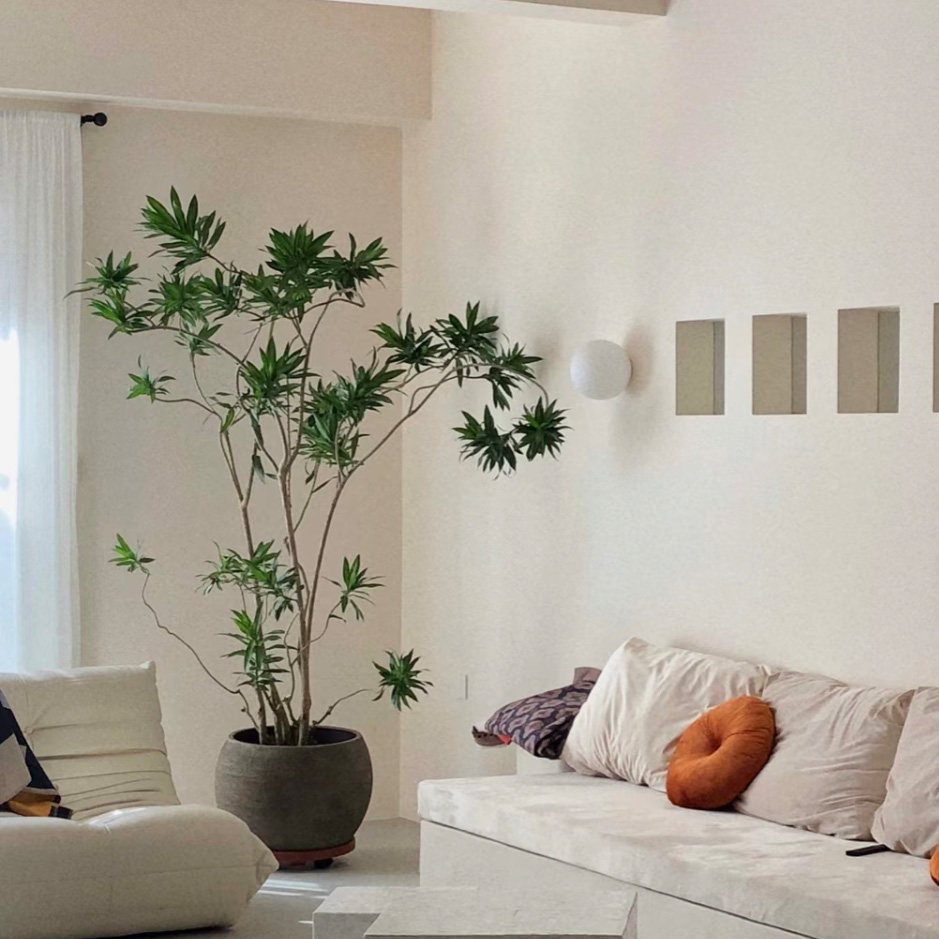 百合竹盆栽有造型网红植物金边金心细叶百合竹北欧风室内客厅绿植,淘宝优惠券,粉丝福利购,淘宝优惠卷