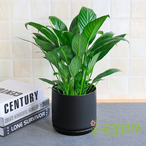 白掌盆栽又名一帆风顺白鹤芋花期长净化空气植物室内卧室办公室 - 图2