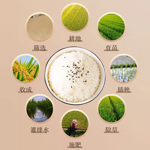 永泽官方新米长粒香米东北黑土地大米GB/T1354长粒米5KG真空包装 - 图1