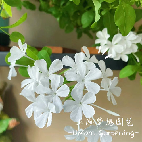 白雪花盆栽蓝雪花红雪花庭院阳台多年生花卉耐热花期长好养活包邮 - 图0
