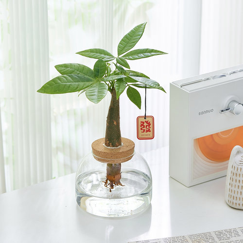 水培植物发财树办公室内招财绿植摆件桌面小盆栽净化空气好养耐阴 - 图1