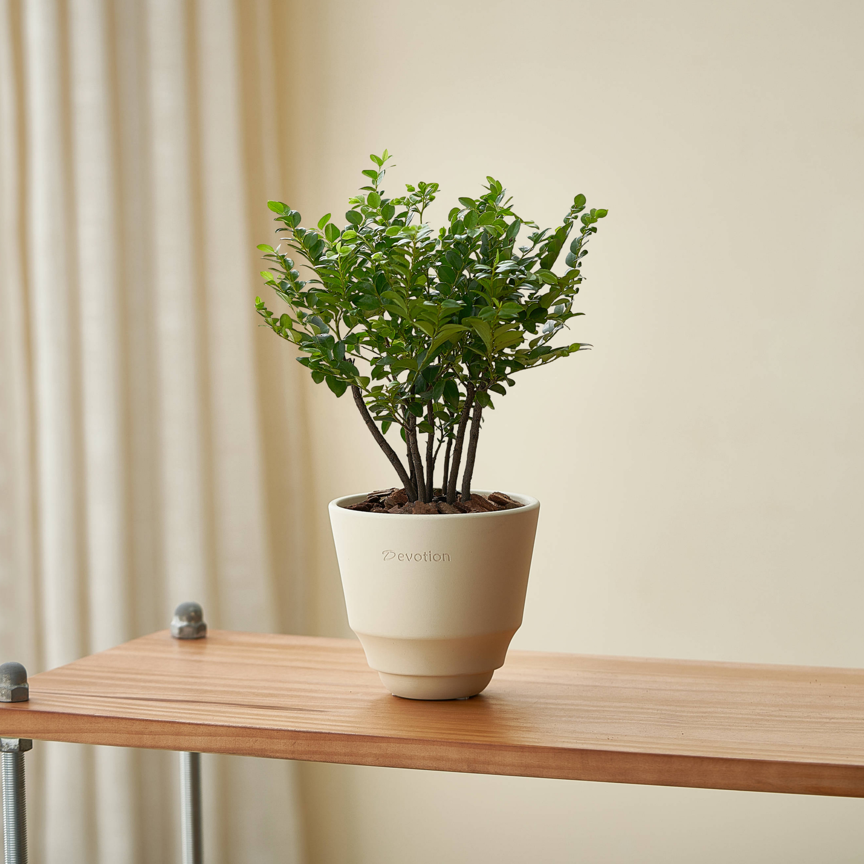 北欧风小叶紫檀盆景办公室内桌面花卉盆栽植物绿植好养活四季常青 - 图2