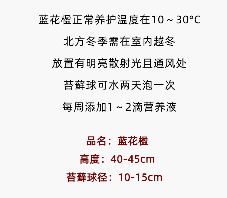 乐可植物蓝花楹苔藓球盆栽网红水培室内客厅桌面办公室绿植ins风-图2