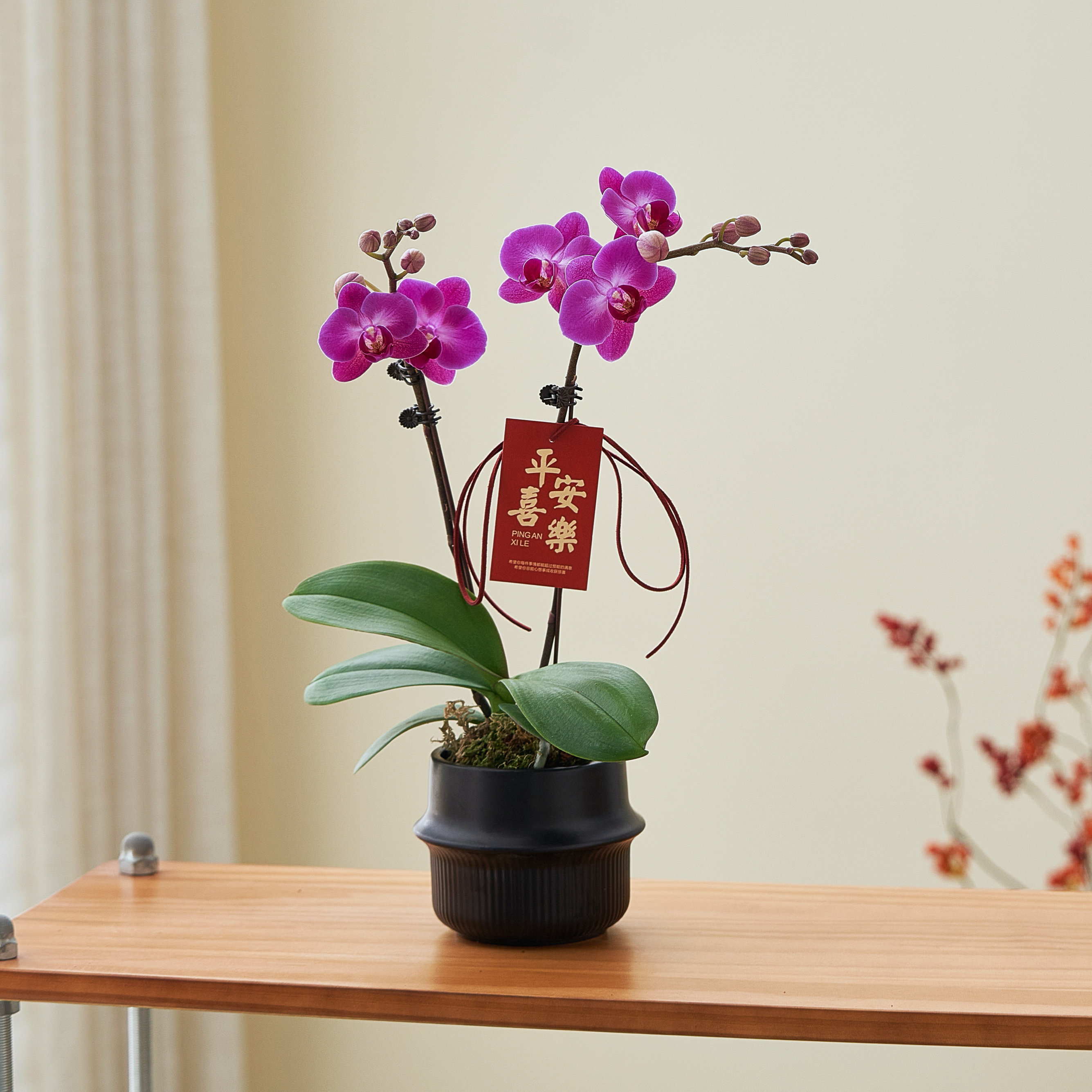 粉红色蝴蝶兰盆栽带花苞新年宵花卉桌面绿植摆件喜庆春节摆件送礼,淘宝优惠券,粉丝福利购,淘宝优惠卷