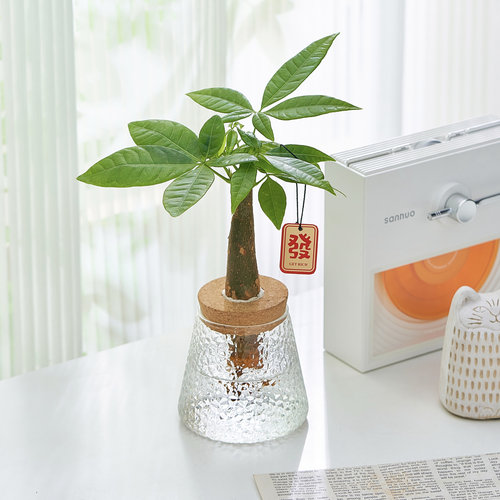 水培植物发财树办公室内招财绿植摆件桌面小盆栽净化空气好养耐阴 - 图3