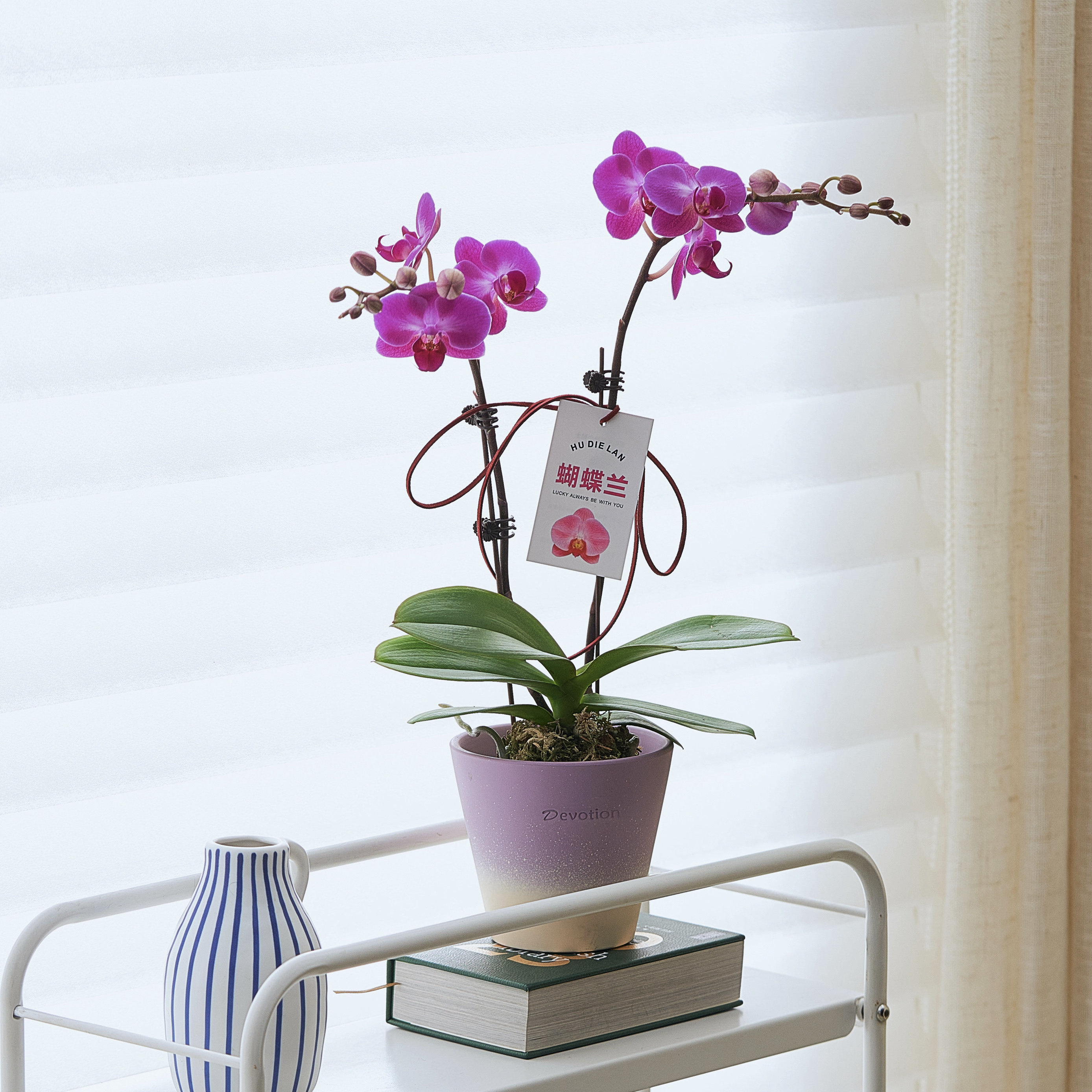 粉红色蝴蝶兰盆栽带花苞新年宵花卉桌面绿植摆件喜庆春节摆件送礼,淘宝优惠券,粉丝福利购,淘宝优惠卷