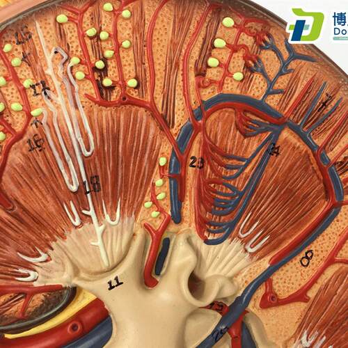 肾脏解剖D放大模型 泌尿科 肾脏模型 肾上腺 肾脏结构模 - 图0