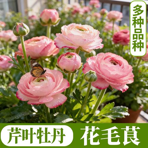 洋牡丹盆栽带花苞阳台花园四季好养花卉植物花毛茛芹叶牡丹鲜切花 - 图0