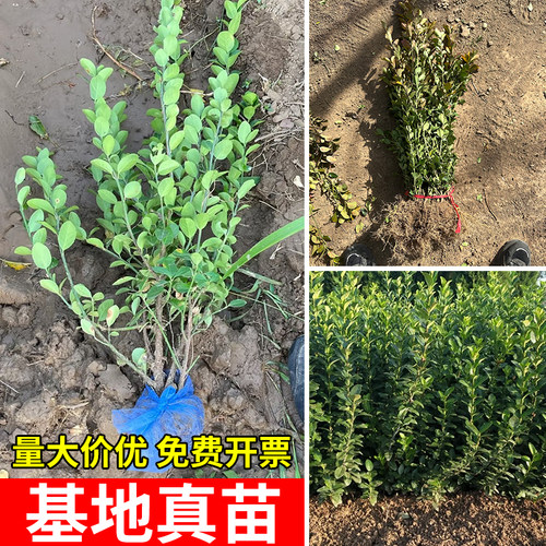 胶东卫矛树苗北方绿篱工程苗四季常青冬青卫矛庭院种植绿化苗木 - 图2