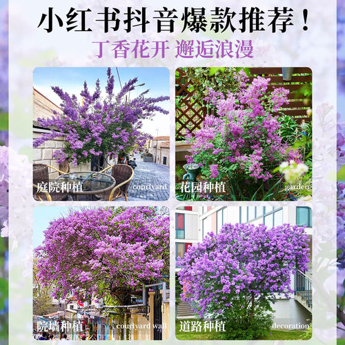紫丁香花树苗阳台盆栽庭院地栽欧洲花卉室外绿植四季耐寒易活开花 - 图1