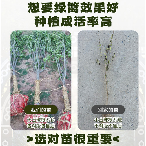 西府海棠树苗高杆垂丝海棠树苖果树庭院盆栽地工程用苗大型风景树 - 图3