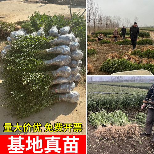 金叶小叶女贞树苗篱笆四季常青庭院植物绿化苗木耐寒植物无病虫害 - 图1