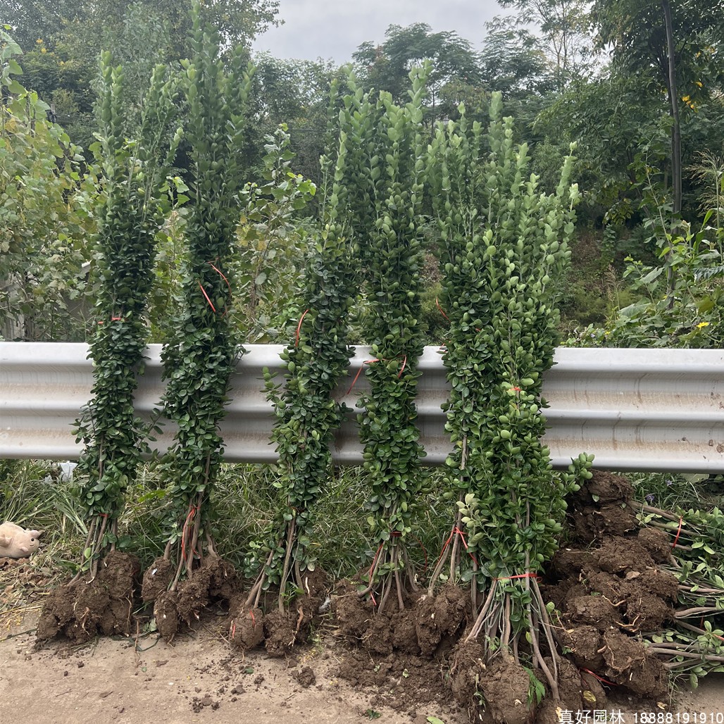 北海道黄杨苗木大叶冬青耐寒耐热庭院种植绿篱篱笆围墙四季常青苗-图0