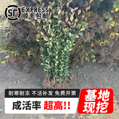 胶东卫矛树苗北方绿篱工程苗四季常青冬青卫矛庭院种植绿化苗木 - 图0