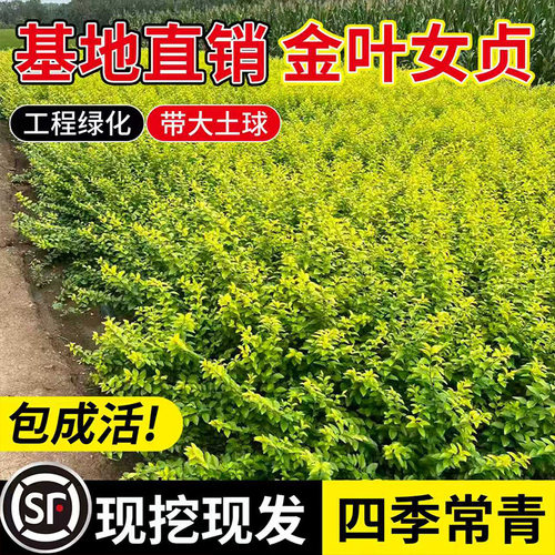 金叶小叶女贞树苗篱笆四季常青庭院植物绿化苗木耐寒植物无病虫害 - 图0