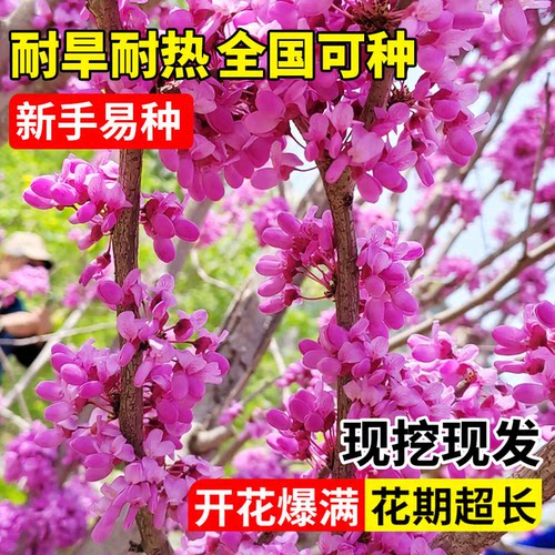 紫荆花树苗庭院种植大盆栽带花发货紫金室外绿植耐寒花卉绿化植物 - 图0