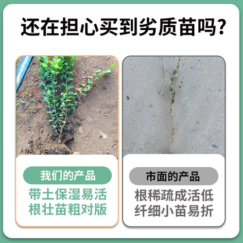 紫丁香花树苗阳台盆栽庭院地栽欧洲花卉室外绿植四季耐寒易活开花 - 图2