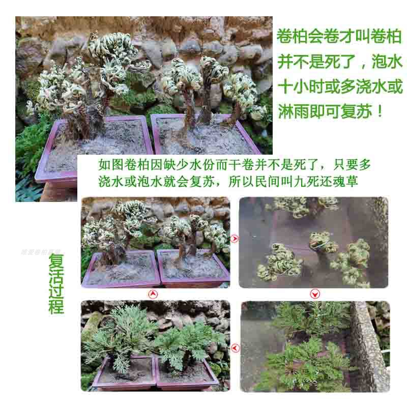 卷柏九死还魂草盆栽微景观大小叶四季常青假山绿植物菖蒲苔藓包邮-图1