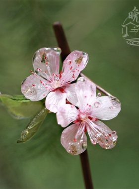 桃花热缩花簪日常竹簪新中式国风