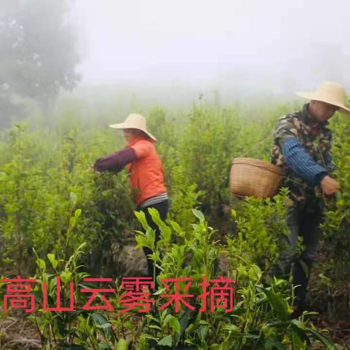 包邮2024春秋茶德庆龙母故乡特级绿茶高山云雾茶汤黄绿茶叶回甘味 - 图2