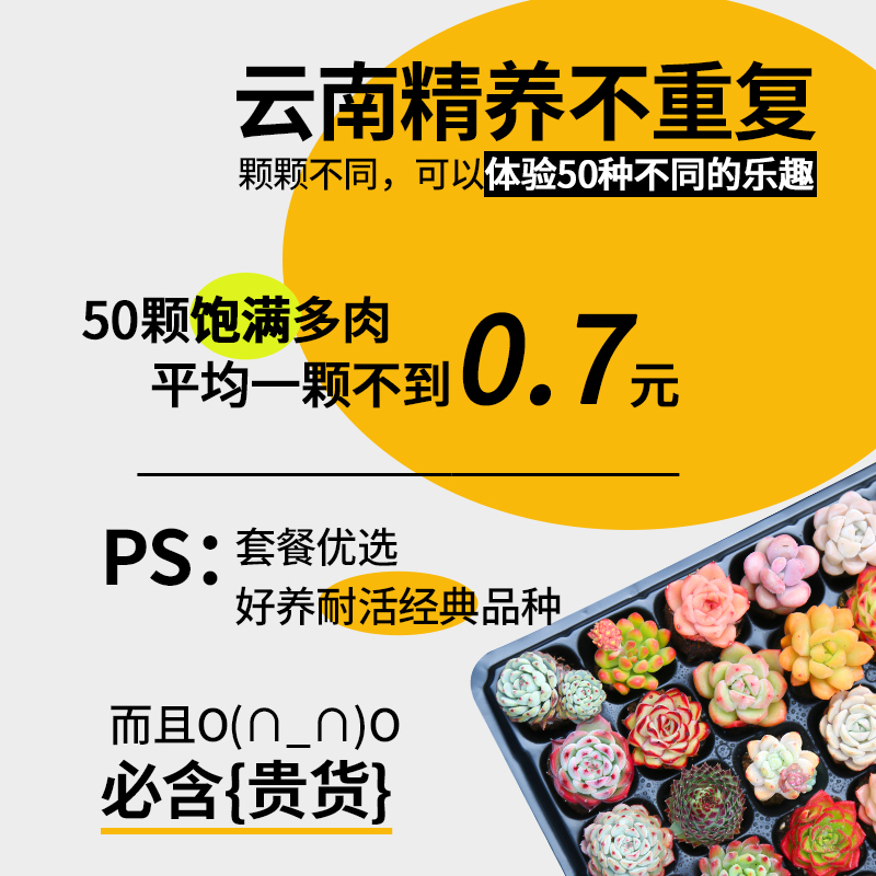 多肉植物室内带盆组合小盆栽带桩大颗好养活多品种花卉绿植营养土-图0