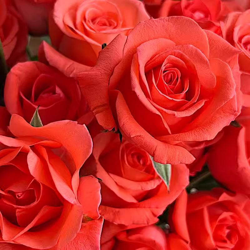 影星 阳台盆栽月季庭院地栽耐旱耐寒抗病勤花切花玫瑰分枝性好 - 图0