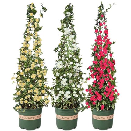 黄木香红木香花苗爬藤 藤本植物庭院爬墙耐寒花卉浓香