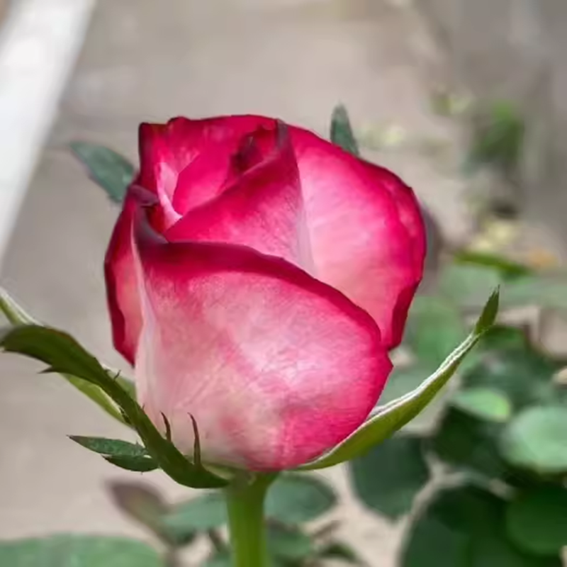 超新品歌莎月季苗灌木大花切花玫瑰庭院阳台盆栽多季开花卉,淘宝优惠券,粉丝福利购,淘宝优惠卷