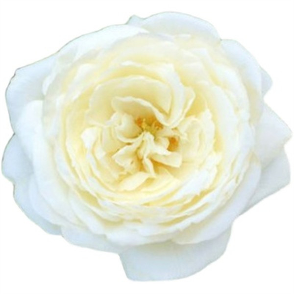 大花浓香月季扦插花苗伊芙婚礼之路纯白色玫瑰盆栽阳台观花植物,淘宝优惠券,粉丝福利购,淘宝优惠卷