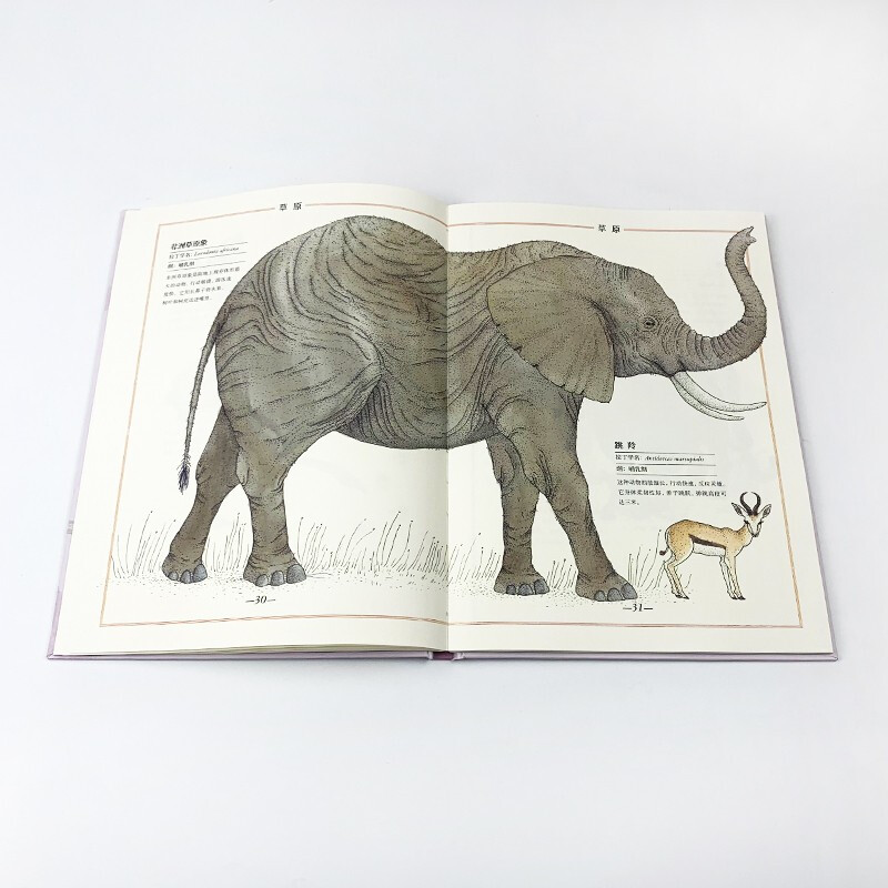 我的手绘博物馆 动物 7-10岁 维尔吉妮·阿拉德基迪 著 童书科普 - 图1