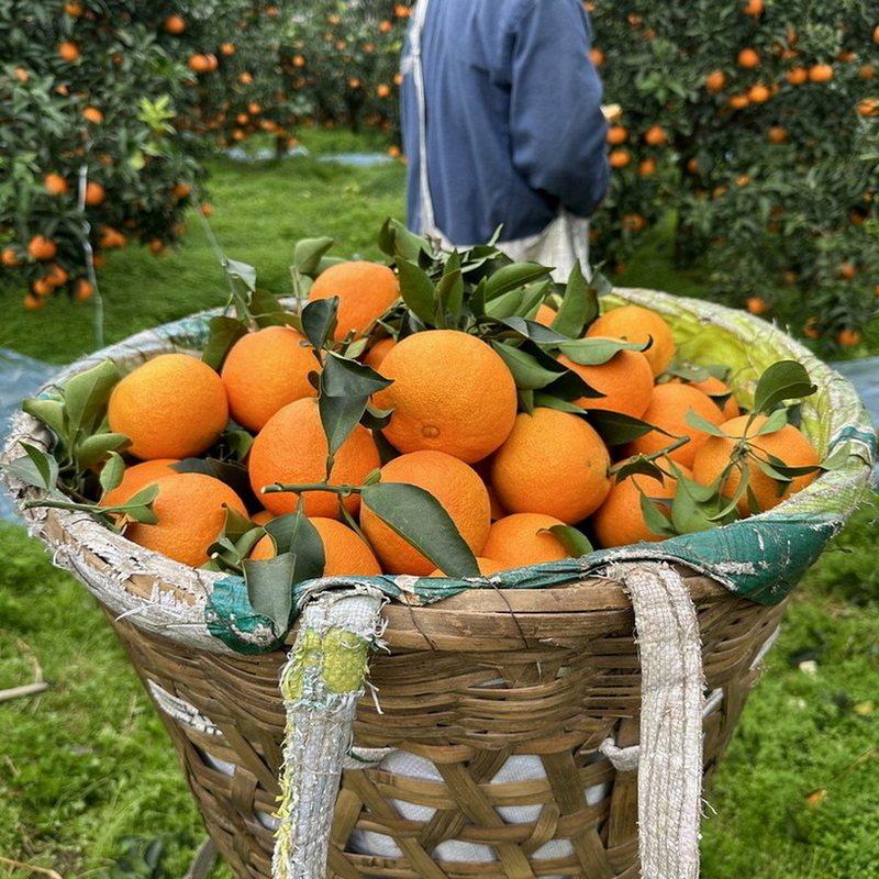 特级大果四川爱媛38果冻橙特产10斤新鲜水果橙子红美人柑橘爱媛橙,淘宝优惠券,粉丝福利购,淘宝优惠卷