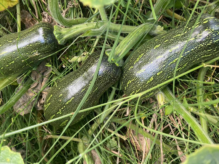 小南瓜云南特产小嫩瓜当天采摘发货农户露天种植面瓜山地地包邮 - 图0