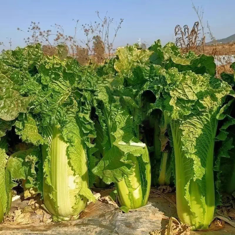 青麻叶白菜云南特产麻叶青新鲜采摘发货农户种植青口白菜包邮5斤